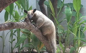 (影) 台北動物園 小食蟻獸脫逃 「黑妞」失蹤第3天 園方急尋