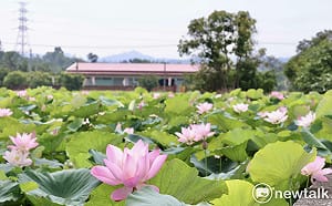 2026白河蓮花季開跑  黃偉哲邀賞白河「夏日花海盛宴」