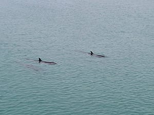 三隻熱帶斑海豚流連澎湖港灣    海保署啟動MARN守護行動  