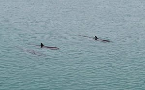 三隻熱帶斑海豚流連澎湖港灣    海保署啟動MARN守護行動  