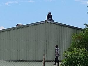 涉偷7顆哈密瓜爬屋頂對峙  越籍女失聯移工送辦