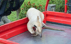 小食蟻獸「黑妞」失蹤第7天找到了！ 台北市動物園：無外傷活力佳
