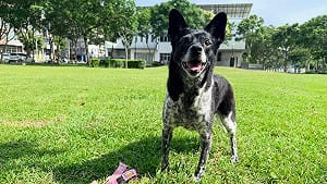 「美琪」愛犬與主人團聚！飼主公開50萬獎金流向 自嘲：要開始吃土了