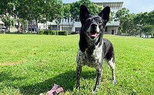 「美琪」愛犬與主人團聚！飼主公開50萬獎金流向 自嘲：要開始吃土了