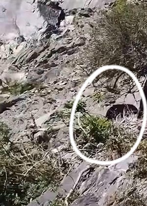 熊出沒！花蓮玉里民眾遭母子熊追趕 夏天登山要小心