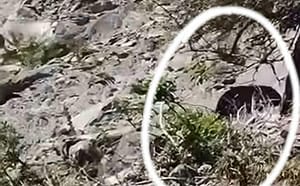 熊出沒！花蓮玉里民眾遭母子熊追趕 夏天登山要小心