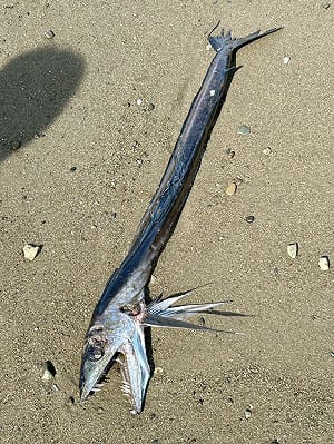 散步驚見「水怪」沖上岸！推特瘋傳靜岡怪魚照 滿嘴獠牙嚇壞網友