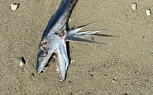 散步驚見「水怪」沖上岸！推特瘋傳靜岡怪魚照 滿嘴獠牙嚇壞網友
