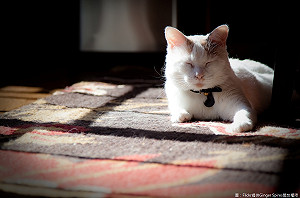 毛小孩生病 飼養者竟是憂鬱高風險群