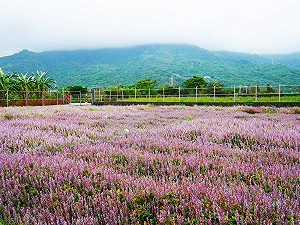 不是只能吃！仙草原來長的這麼美