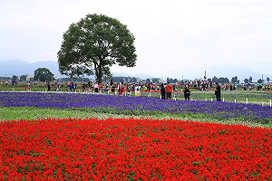 新社拼布花海可食地景  漫慢遊