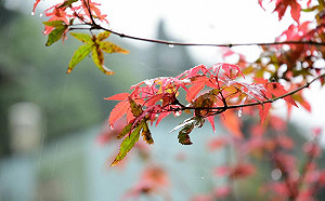 一路濕冷到15日 冷氣團等級東北季風接力襲台