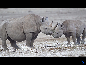 2台灣男子非洲偷獵走私犀牛角  法院重判
