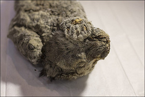 5萬年穴獅驚現西伯利亞  有機會DNA複製