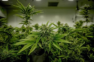 國外吸大麻返台驗出經警方通報　交部擬修法吊照