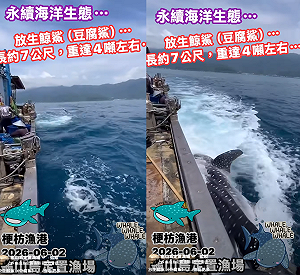 (影)7公尺鯨鯊誤闖漁場！獲救後竟「擺尾道謝」？ 漁民暖心救援感動百萬人