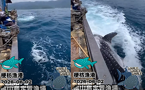 (影)7公尺鯨鯊誤闖漁場！獲救後竟「擺尾道謝」？ 漁民暖心救援感動百萬人