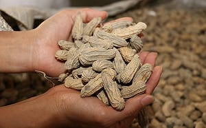 台灣花生種子不准賣出國！農業部出重手：下達種子出口禁令   嚴防優良品種外流