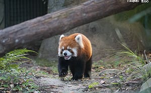 蔣萬安稱「上海小貓熊」是雙城論壇成果   吳欣岱酸：敢不敢取「民主、自由、習維尼」？ 
