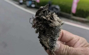 是「牠」惹的禍！彰化3871戶無預警停電5小時 深夜才全數復電