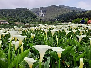 陽管處攜農友減藥　保育類赤腹游蛇重返竹子湖