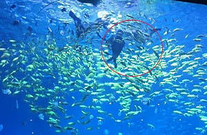 3公尺巨鯊突襲！長沙男體驗潛水遭鯊魚爆頭：右側頭皮慘遭撕裂