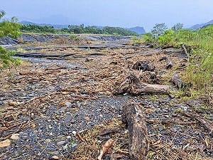 撿走398元相思木回家！彰化夫妻遭判6月重罰百萬 緩刑2年