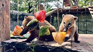 壽山動物園端午飄「粽香」 保育員量身打造應景專屬佳餚