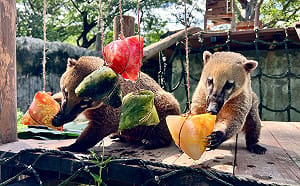 壽山動物園端午飄「粽香」 保育員量身打造應景專屬佳餚