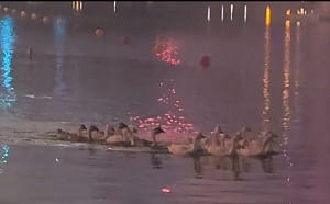 龍潭大池煙火嚇壞動物！驚恐逃竄影片曝光 網嘆：人類真的太自私