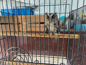 台灣獼猴栓浴室、領角鴞困籠中　男違野保法送辦