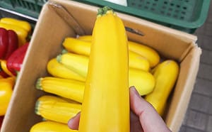 不是龍蝦！專家曝「這蔬菜」一箱破萬：菜金變菜鑽