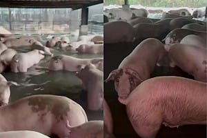 豪雨狂炸！屏東養豬場淹水10公分 網：水退了要趕快消毒