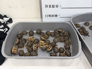 男大腿綁70隻印度星龜闖關  雄檢依野保法起訴