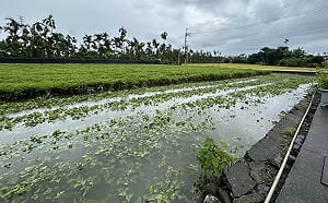 豪雨重創農業！農損逾9500萬 番石榴損失破3千萬最慘