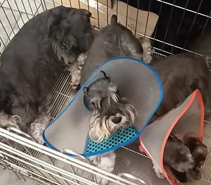 台南永康虐貓影片引眾怒　動保處扣留5隻貓犬開罰最高7.5萬元