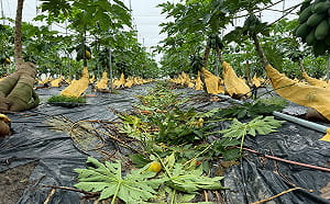 豪雨致災啟動農畜產全品項現金救助 高雄市7/10前受理申報