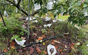 慘！豪雨重創台灣農業 6月農損總值飆破3億元