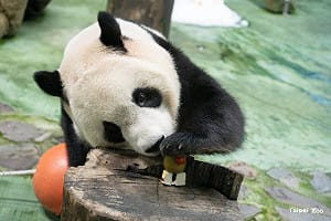 暑假放電指南！十大熱門景點出爐 「木柵動物園」奪冠當選人氣王