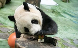暑假放電指南！十大熱門景點出爐 「木柵動物園」奪冠當選人氣王