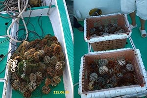 違法偷撈馬糞海膽6人遭逮！驚見民進黨馬公市代參選人   黨團今發聲