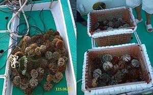 違法偷撈馬糞海膽6人遭逮！驚見民進黨馬公市代參選人   黨團今發聲