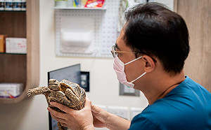 異寵禁養新制上路    專家籲建立專屬醫療、落實多元動物福利 