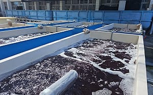 水試所開發高效能養殖「海門冬」！動物食用可減少碳排