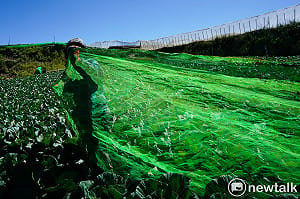 現場直擊》巴威颱風來勢洶洶    高山高麗菜農鋪網蓋菜防颱