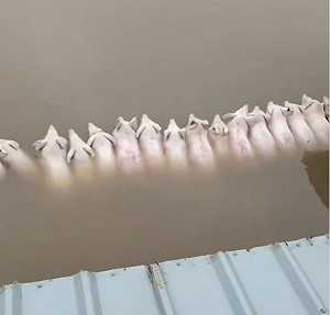 （影）廣西暴雨貴港萬名師生受困! 3獅溺斃上百動物被沖走 救難航母出動