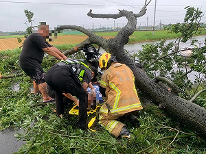 雲林路樹清晨突倒塌  婦人騎機車經過被壓住送醫