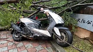 台中多處路樹倒塌！西平公園7輛機車遭砸 警全天候待命