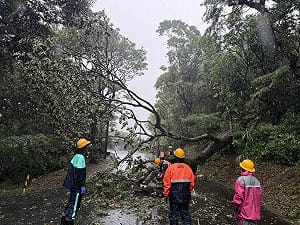 颱風巴威釀北市217件災情　多為路樹倒塌