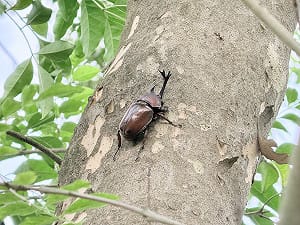 獨角仙秘境大公開！土城河濱「光蠟樹綠意廊道」近距離觀察自然生態